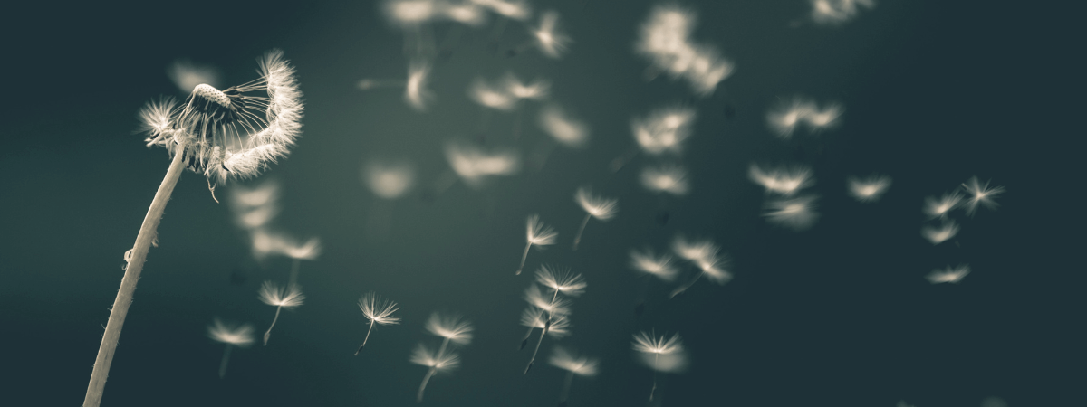 Eine Pusteblume links im Bild, wo die Blüten nach rechts wegfliegen